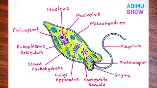 How To Draw Euglena  step by step tutorial [upl. by Early]