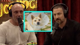 Joe Rogan amp Andrew Huberman on Neutering and Spaying of Pets [upl. by Kalindi]