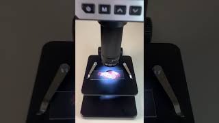 ROGNONS de boeuf au microscope 😱 bestvideo fyp microscope pourtoi satisfyingvideo [upl. by Ongun348]