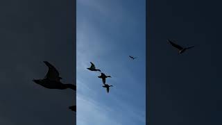 Ducks flying overhead Nature Birds Walks Water [upl. by Askari]