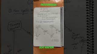 Light Reaction photosynthesis inhigherplants biology hs1styear [upl. by Ssitruc]