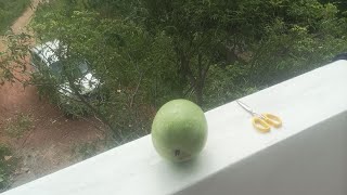 Harvesting of Vellai Poosanikai Ash Gourd [upl. by Annadiane]