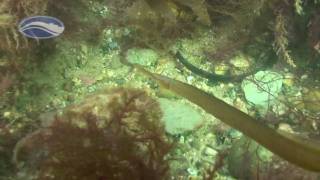 Diving under Swanage Pier [upl. by Radmilla611]