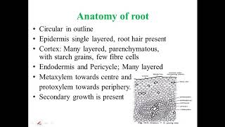 GnetumMorphology and Anatomy [upl. by Lehcsreh]