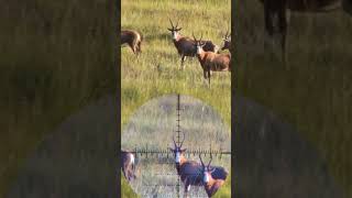 Blesbuck hunting in South Africa slowmo blesbuck [upl. by Kleeman899]