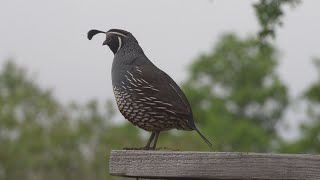 California Quail just appeared on our deck [upl. by Atat]