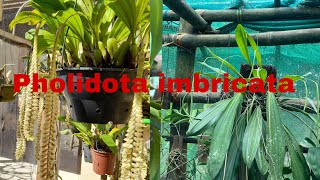 How to mount Pholidota imbricata [upl. by Ahsain]