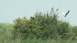 Otmoor Leucistic Marsh Harriers [upl. by Davita]