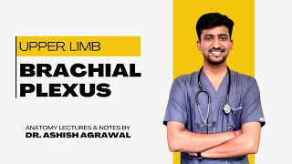 Brachial Plexus  Upper Limb Anatomy  First Year MBBS  Anatomy Lectures by Ashish [upl. by Gagne]