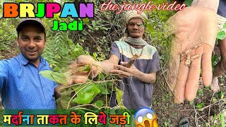 तेजराज का छोटा भाई ✅ JANGLEE JADI 🌿 CG KA JANGALE KA JADI BUTI 😱 [upl. by Handel]