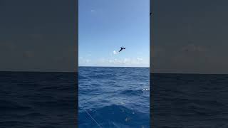 Frigate birds also known as the “War Bird” diving on some bait These birds are extremely large [upl. by Refinne179]