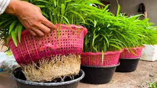 AMAZING GARDEN Useful Tips amp Tricks Gardening Plant Vegetables on Balcony [upl. by Nairolf]