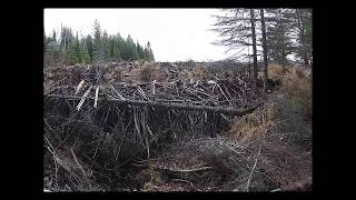 Beaver Dam Collapse Update 2018 [upl. by Dwyer409]