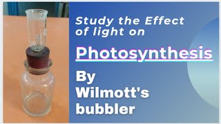 Study the Effect of light on rate of photosynthesis by Wilmotts bubbler prayforshimilipalforest [upl. by Aneres703]