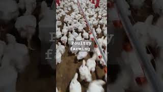 Poultry farming chicken poultryfood animalhusbandry birds farming poultry poultryfarming [upl. by Aicinoid]