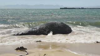 Dead Humpback Whale washes up on Simonstown beach [upl. by Raina]