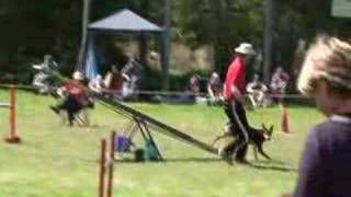 Loose Dog on Agility Course [upl. by Golter]