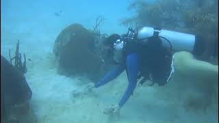 buceo en baru y bajos de salmedina con buzos de baru cartagena colombia [upl. by Lippold]