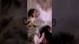 Why Do Cats Knead You 🐾💤 PetBehavior AnimalCuriosities shorts [upl. by Bixby]