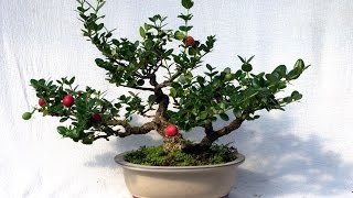 Carissa Macrocarpa  Dwarf Natal Plum [upl. by Nikita762]