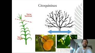 Citoquininas crecemento lateral [upl. by Ahsener]