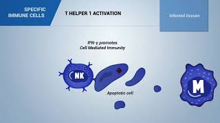 T helper 1 lymphocytes [upl. by Hanser551]