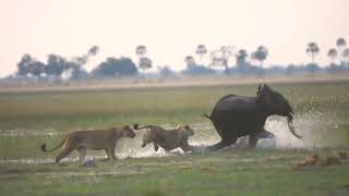 Lions try to take down a young elephant [upl. by Reina]