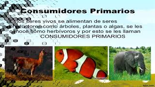 PRODUCTORES CONSUMIDORES Y DESCOMPONEDORES [upl. by Adallard132]