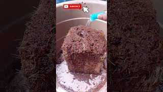 Cocopeat brick use for gardeningshortvideo cocopeat organic shorts [upl. by Doss]