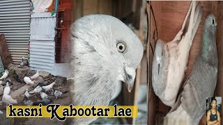 paki kasni Kabootar nasli High fiyer pigeon 🥰🥰Ashfaque pigeons Nagpur se video [upl. by Eaton575]