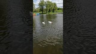 Beautiful Olympiapark München Germany olympiapark germany swan fyp naturelovers [upl. by Terina]