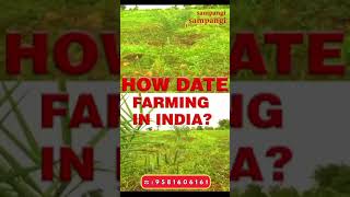 DATES CULTIVATION IN 100 ACERS IN TELANGANAEACH PLOT 605 Sqyd intrested call me 9581606161 [upl. by Anivel]