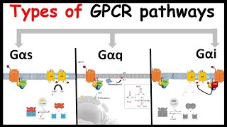 G protein coupled receptor signaling  GPCR signaling Types of G alpha subunit  G alpha s q and i [upl. by Aennaej]