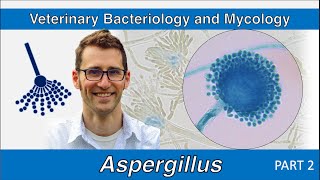 Aspergillus Part 2  Veterinary Bacteriology and Mycology [upl. by Hitchcock141]