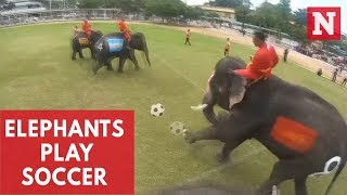 SoccerPlaying Elephants Beat Humans [upl. by Atled]