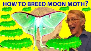 How to Breed American Moon Moth Actias luna Saturniidae Lepidoptera At Home Entomology At Home [upl. by Shandee]