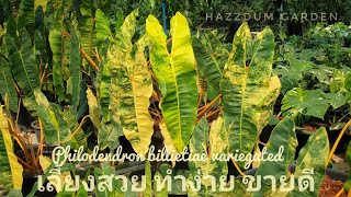 การเปลี่ยนวัสดุปลูก Philodendron billietiae variegatedHazzdum Garden [upl. by Timmons]