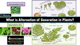 What is Alternation of Generations in Plants Sporophyte vs Gametophyte with examples [upl. by Ihab]