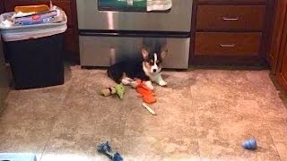 CORGI IN THE KITCHEN  Life After College Ep 323 [upl. by Maiah]