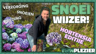 Hoe verzorg je een Hortensia SNOEIWIJZER  Tuinplezier🪴 [upl. by Eziechiele]