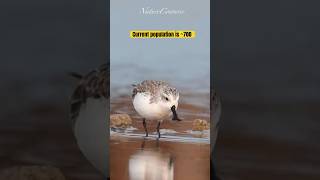 Critically endangered beautiful spoonbilled sandpiper nature shorts [upl. by Holman244]