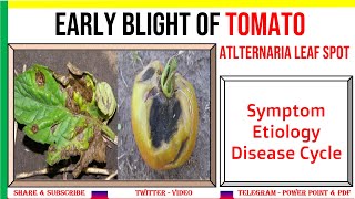 Early Blight of Tomato Symptom Etiology Disease Cycle  Alternaria solani  PHV [upl. by Airam796]