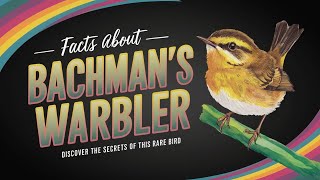 Discovering Bachmans Warbler 50 Fascinating Facts [upl. by Akinyt]