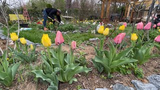 Transplanting Free Plants for a New Garden bed  Garden Addictz [upl. by Nail611]