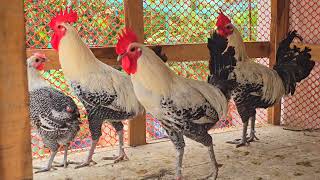 Exotic Egyptian Fayoumis Chicken Breeds  The most handsome roosters  popular chicken in Bangladesh [upl. by Anohr135]