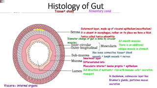 digestion part6 histologySerosaMuscularisSubmucosamucosa plexes NEETAIIMSMDCATNCERT [upl. by Remled118]