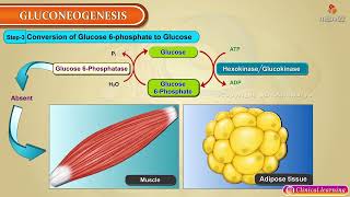 Gluconeogenesis  Steps and Regulation Animation [upl. by Retrop321]