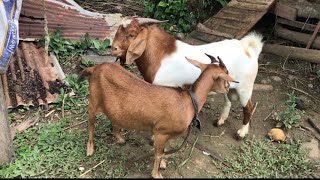 Powerful Boer Ram VS Native Female Goat Mating Male Goat Accede Female farmlife goats breeding [upl. by Mayram]