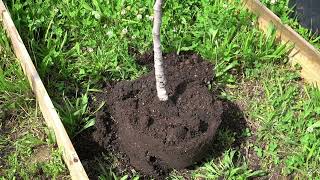 Washdown and Repotting a Fig Tree [upl. by Dolores]