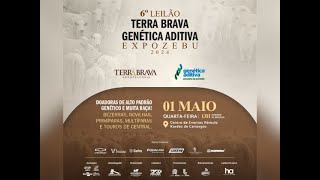 6° Leilão Terra Brava Genética Aditiva – Expozebu 2024 [upl. by Tahp]